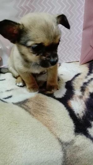 Vendo Chihuahua