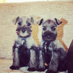 Vendo Schnauzers Toy Plateados