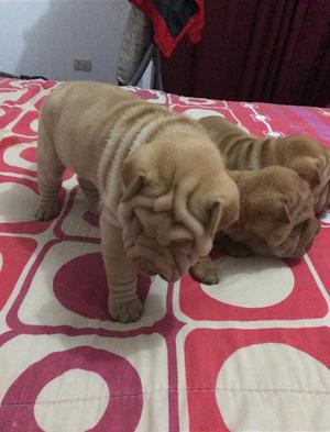 Vendo Sharpei