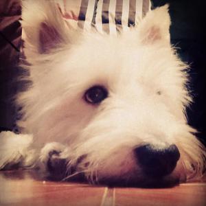West Highland White Terrier Servicio de Monta