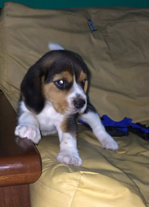 cachorritos beagles en venta