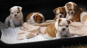 perritos bulldog inglés Buscando nuevas hogares