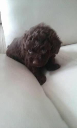 vendo bellos poodle toy chocolate