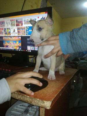 BULLTERRIER EN VENTA