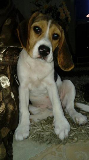 Beagle hembra de 3 meses de raza pura