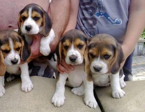Beagles Tricolores cachorros de Calidad A1 hocico cuadrado
