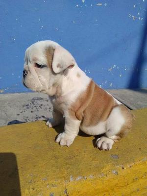 Bulldog Ingles Muy Lindos