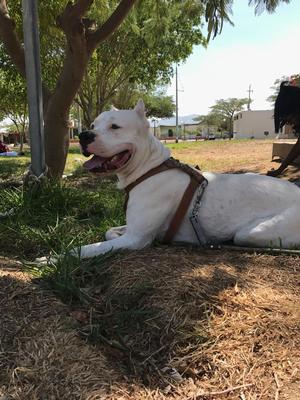 Busco Novia Dogo Argentino