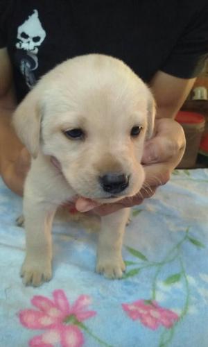 Cachorros Labrador