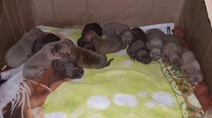 Cachorros pitbull en venta.