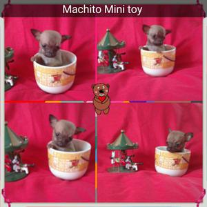 Chihuahuas Micro Toy 5 Centimetros