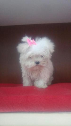 Finos Bichon Maltes Blanco Nieve