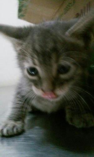 Gatitod en Adopcion