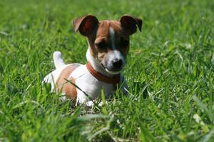 JACK RUSSELL TERRIER BICOLOR HEMBRAS DOS MESES
