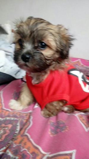 Myo Vende Cachorro Shitzu 2 Meses