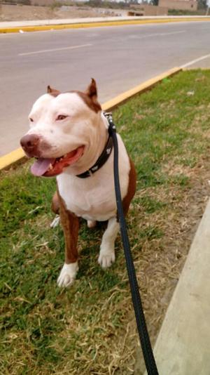 Pitbull Red Nuose