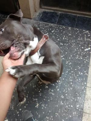 Pitbull para Monta / Plomo