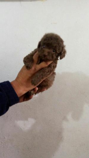 Poodle Chocolate Enanito