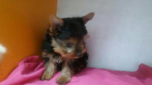 Preciosa Yorkshire Toy yorky