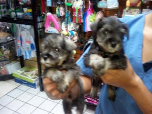 Schnauzer Miniaturas Lindos Cachorritos