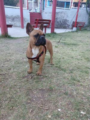 Servicio de Monta Bulldog Frances