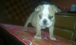 Vendo Linda Buldog Ingles