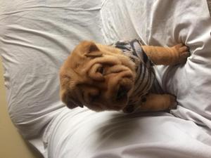 Vendo sharpei macho de 2 meses