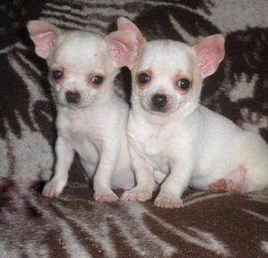 Verdaderos Chihuahuas Originales super super miniaturas con