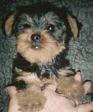 Yorkshire Terrier de Dos Meses