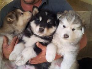 alaska cachorrones de 02 meses desparasitados vacunados