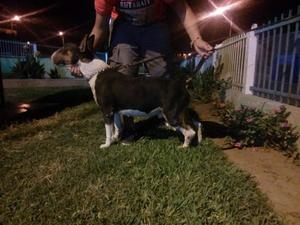 bull terrier tricolor de 10 meses a la venta