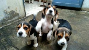 lindos cachorros beagles tricolor !!!!!!!!!