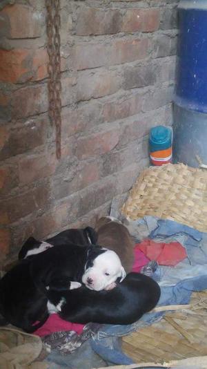 vendo cachorritos pitbull