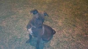 vendo cahorro pitbull de 6 meses