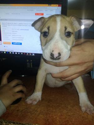 BULLTERRIER EN VENTA 