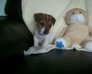Bellos Cachorros Jack Russell Tricolores