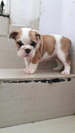 Cachorros Bulldog Ingles