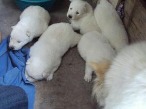 Cachorros Samoyedo