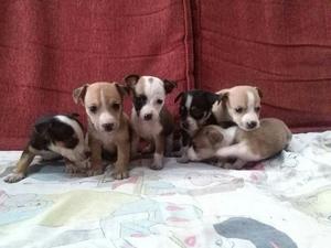 Chihuahuas con Jack Russell