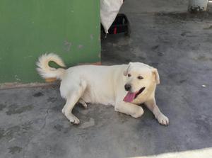 Labrador Retriever Raza Pura Padrillo