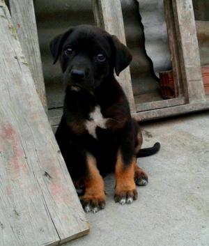 Lindos Ejemplares Cruze de Rottweiler