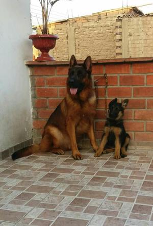 Pastor Alemán Lindos Cachorritos