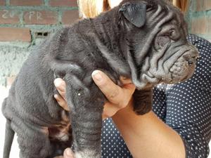 SHARPEI CACHORROS