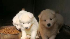 Samoyedo Polar Blanco Puro