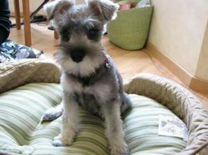 Schnauzer Miniatura Hermozos