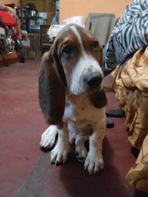 Se Vende Perro Baset Hound