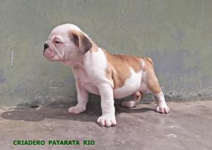 VENTA CACHORROS BULLDOG INGLES