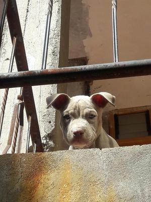 Vendo Cachorra Pitbull Silver Faw