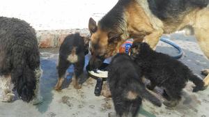 Vendo Hermosos Cachorros Psstor Aleman