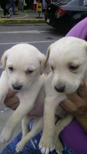 Vendo Lindos Cachorros Labradores